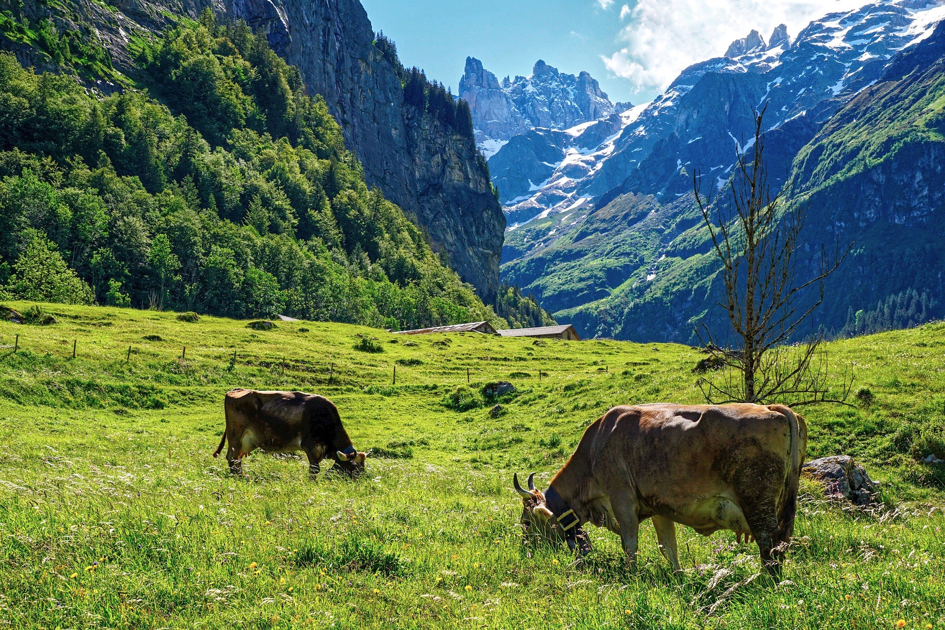 Cows on a pasture in front of high mountains